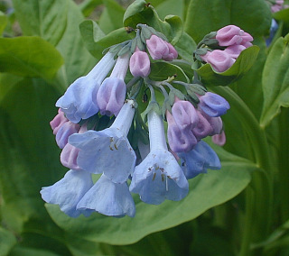 Virginia Bluebells, official flower of Prince William County